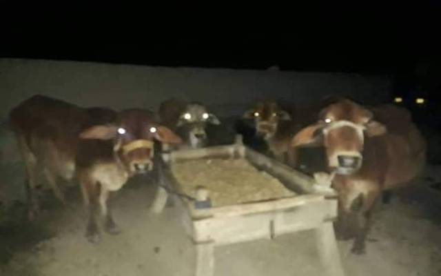 حافظ آباد میں چور گینگ سرگرم، زمیندار لٹ گئے