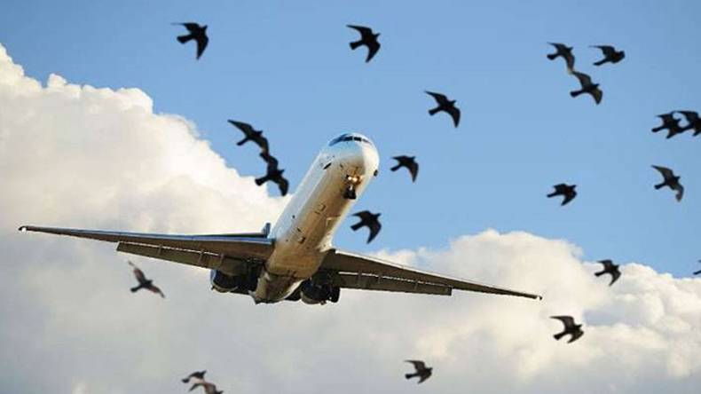 پشاور ائیرپورٹ کے اطراف گندگی کے ڈھیر ,پرندے طیاروں سے ٹکرانےلگے