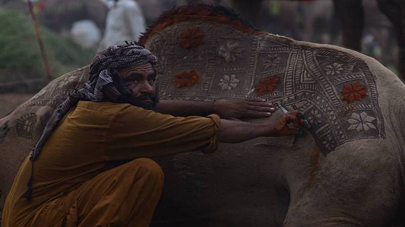  حادثات سے بچنے کے لیے اُونٹ کا صدقہ