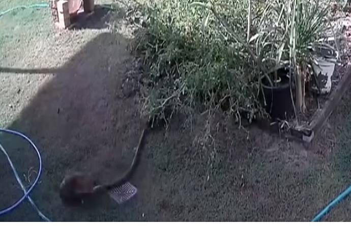 بہادر خاتون نے سانپ سے کتے کو بچا لیا