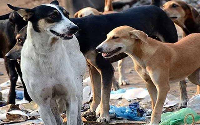 خیرپور میں  آوارہ کتوں کی بھرمار!18 افراد کو کاٹ لیا