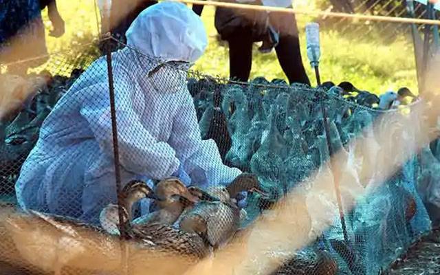بھارت میں برڈ فلو پھیل گیا، بڑی تعداد میں پرندے ہلاک، ہزاروں مرغیاں تلف
