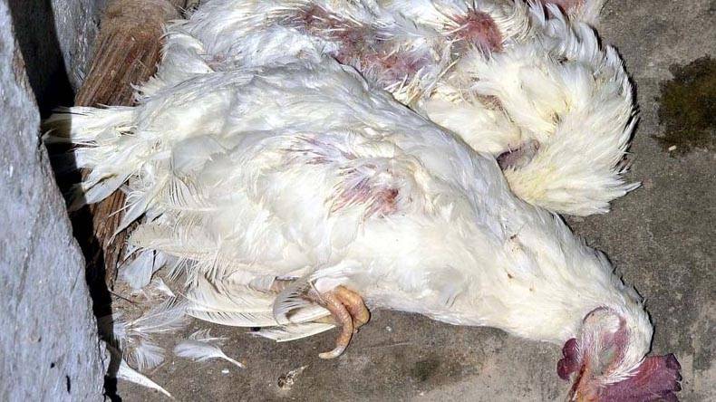 دہلی میں برڈ فلو کی آمد، چکن مارکیٹ بند