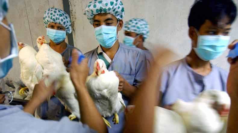 روس : برڈفلو  کی قسم H5N8 کے انسانوں میں منتقلی کا پہلا کیس سامنے آ گیا