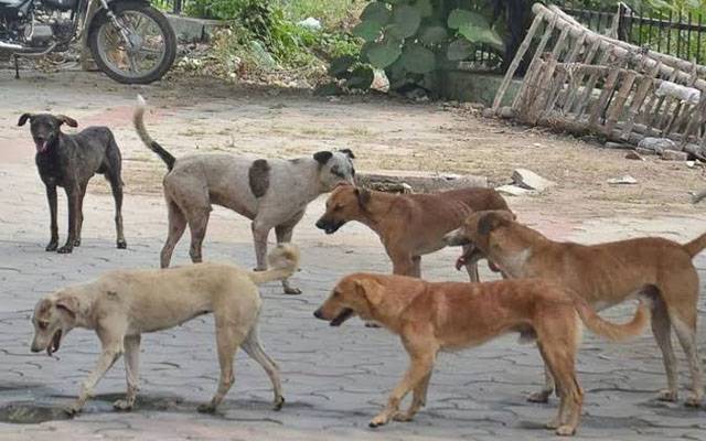 کراچی سمیت سندھ  بھر میں آوارہ کتوں کا راج، شہری خوف میں مبتلا 