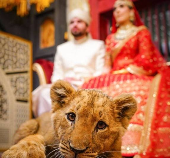  دولہادلہن کا شیر کے ساتھ سنسنی خیز فوٹو شوٹ،ویڈیو وائرل