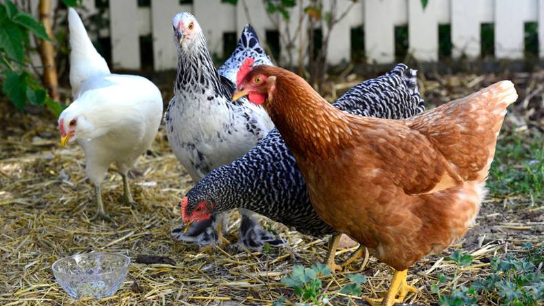 فرانس: مرغی کو حلال طریقے سے ذبح کرنے پر پابندی عائد 