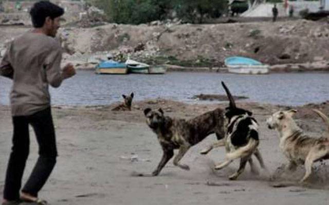  خیر پور:آوارہ کتوں کا راج، مکینوں کاگھروں سے نکلنا محال 