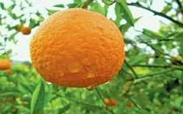 پاکستانی کینو کی مانگ میں اضافہ