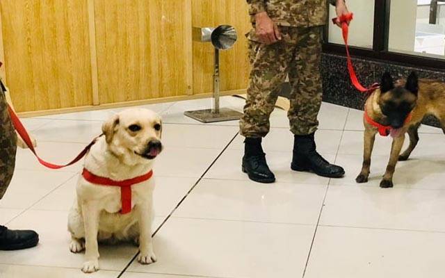 پشاور ایئر پورٹ: تربیت یافتہ کتوں نے کتنے افراد میں کورونا وائرس کی تصدیق کردی،جان کر آپ بھی حیران رہ جائینگے