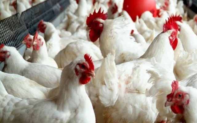  برائلر مرغی کا گوشت مزیدسستا۔۔آج کا ریٹ جانیے