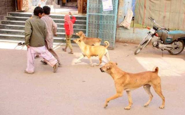  لاڑکانہ :کتوں نے7 بچوں سمیت 12افراد کو زخمی کر دیا
