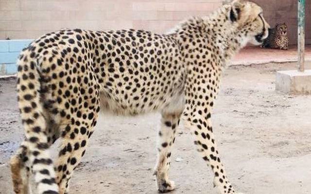 کوٹلی آزادکشمیر میں گرمی کی شدت سے نڈھال چیتا آبادی میں گھس آیا