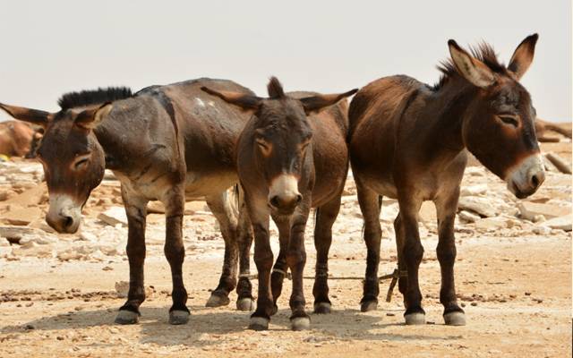 تحریک انصاف کے 3سال۔۔۔گدھوں کی پیداوار میں 2 لاکھ کااضافہ۔۔۔اقتصادی سروے میں دلچسپ انکشاف 