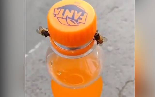 شہدکی مکھیوں کی بوتل کا ڈھکن کھولنے کی ویڈیو وائرل ہو گئی 
