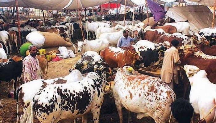 عید قرباں۔۔مویشیوں کی خریدوفروخت کیلئے کورونا ویکسی نیشن لازمی قرار