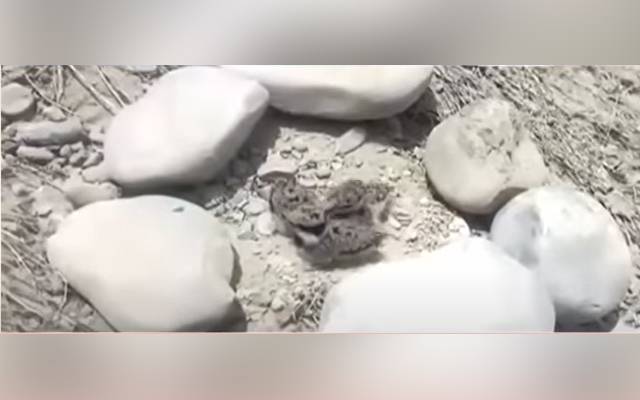ریسکیو اہلکاروں کا دلوں کو جیت لینے والا کارنامہ! چڑیا کو اپنے بچھڑے بچوں سے ملوا دیا!ویڈیو وائرل
