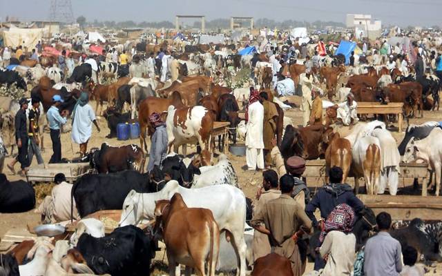 عیدقرباں۔۔ جانوروں کی خریداری پر این سی او سی نے بڑا حکم سنا دیا