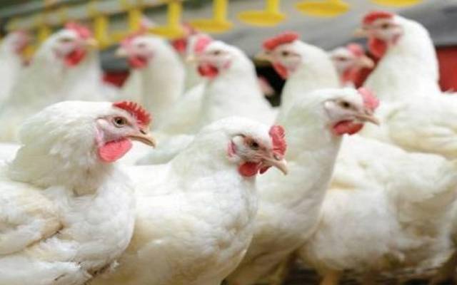 برائلر مرغی کے گوشت کی قیمت میں اضافہ