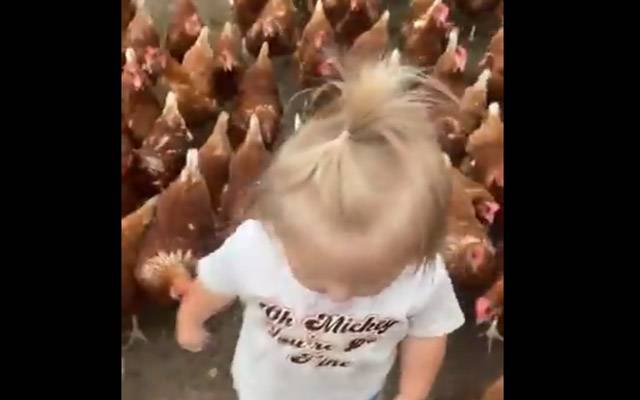 اوھائیو امریکہ : مرغیوں کے ساتھ چہل قدمی کرتےبچےکی وڈیو وائرل