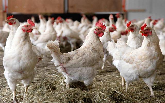 برائلر مرغی کے گوشت کی قیمت میں پھر  اضافہ 