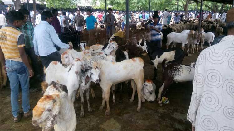  عام سے بکرے کی ایک کروڑ  نو لا کھ رو پے بو لی لگ گئی