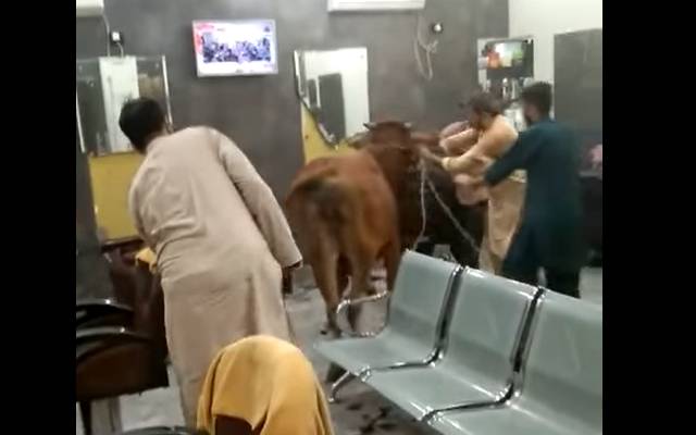 لاہور: بے قابو بیل کی ہیئر سیلون میں توڑ پھوڑ، ویڈیو وائرل