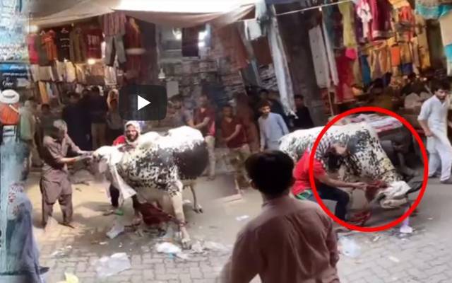 لاہور: قربانی کے بپھرے بیل نے لوگوں کی دوڑیں لگوا دیں، ویڈیو وائرل