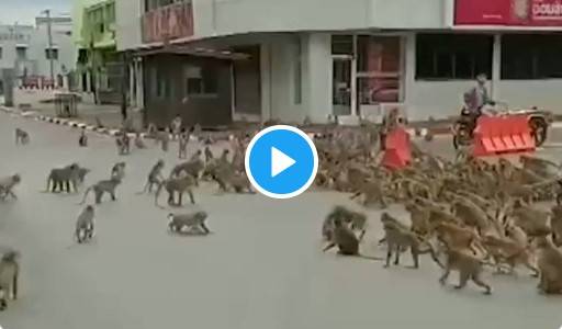 بندروں میں خو را ک کیلئے گھمسان کارن پڑ گیا۔۔ویڈیو وائرل
