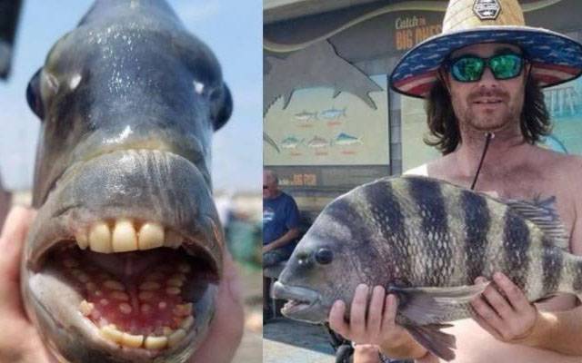  انسانوں جیسے دانتوں والی عجیب و الخلقت مچھلی دریافت