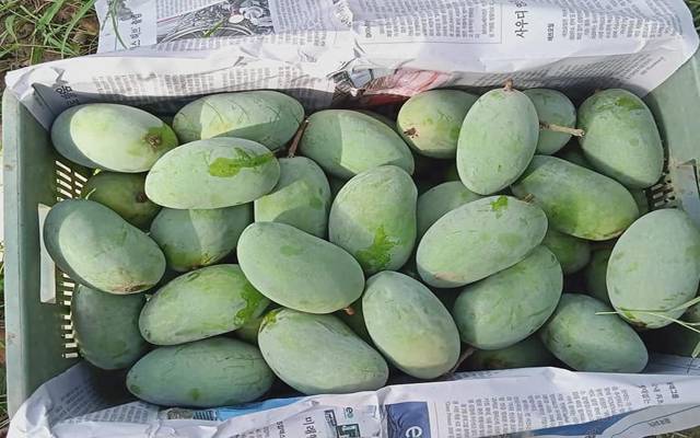 ہوشیار۔۔کیمیکل سے پکائے جانے والے آم اور دیگرپھل کینسر کا باعث بننے لگے