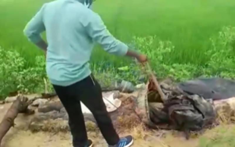 پانچ فٹ لمبے خوفناک کوبرا سانپ کو نوجوان نےکیسے پکڑا؟ ویڈیو وائرل 