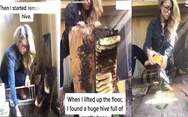 خاتون نے حفاظتی اقدامات کے بغیر شہد کی مکھیوں کوبربادی سے بچا لیا، ویڈیو وائرل
