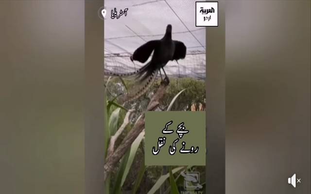 بچے کے رونے کی نقل اتارنے والا ”مور“، ویڈیو نے لوگوں کو حیران کردیا