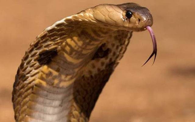 برسوں سے کوبرا پالنے والا مداری سانپ کے ڈسنے سے ہلاک
