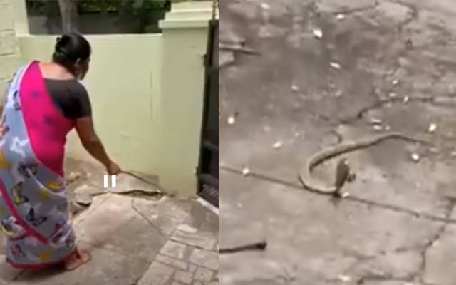 خاتون کے کہنے پر سانپ گھر سے باہر نکل گیا، ویڈیو وائرل
