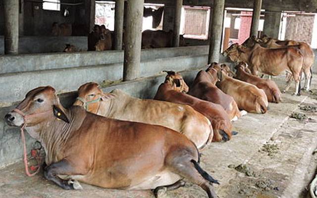 ماحولیاتی بہتری کیلئے گائیوں کو ’’پوٹی ٹریننگ‘‘دی جانے لگی