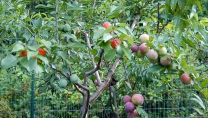 40 مختلف پھل ’ایک درخت‘منفرد کارنامہ ممکن کیسے ہوا؟