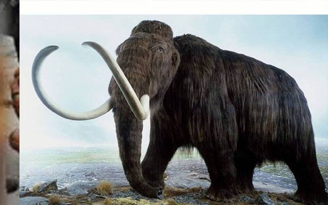 معدوم دیوقامت ہاتھی ‘میمتھ’ کو دوبارہ زندہ کرنیکی تیاریاں