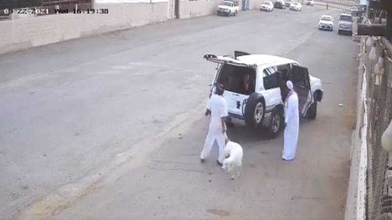  سعودی عرب ,دنبہ چوری ویڈیو ,وائرل ,چور ,گرفتار 