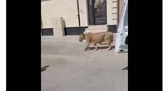 سعودی عرب،شیر ،سڑک،ویڈیو ،وائرل