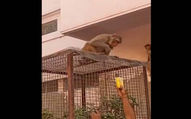 چالاک بندر کی ویڈیو وائرل