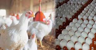  برائلر مر غی کے گوشت اور انڈوں کی قیمتوں میں حیرت انگیز کمی