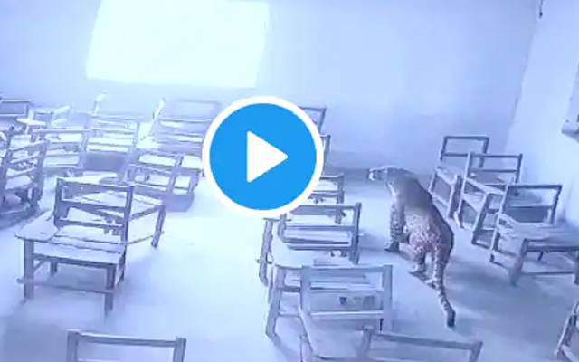 چیتے نے کلاس روم میں گھس کر طالب علم پر حملہ کردیا