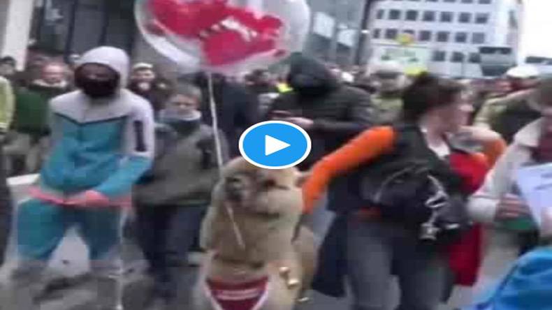 لاک ڈاؤن، احتجاج ، الپاکا ’ملکی‘، شرکت