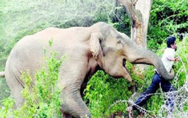 بپھرے ہوئے ہاتھی کا نوجوان پر حملہ