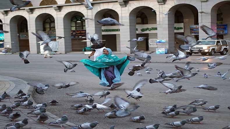 سعودی عرب، کبوتروں، خوبصورت، منظر