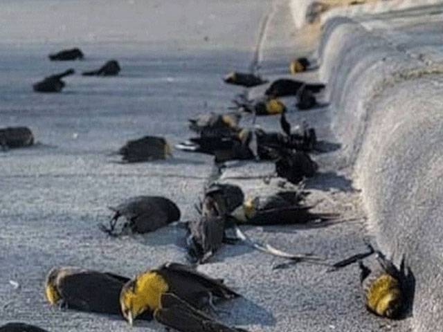 اچانک لاتعداد پرندے مرنے لگے
