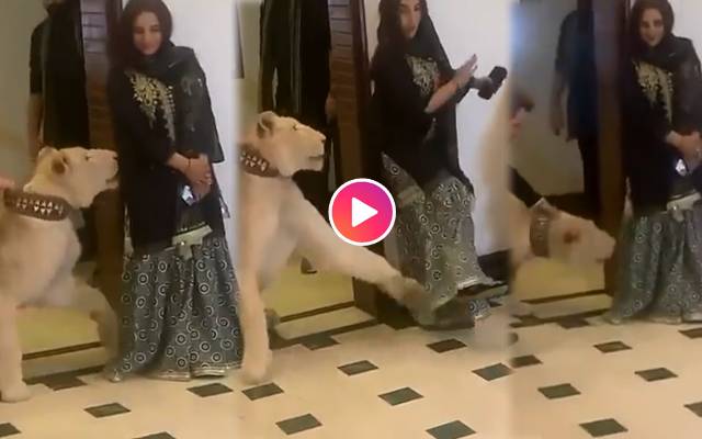 ٹک ٹاک سٹار حریم شاہ پر شوٹنگ کے دوران شیر نے حملہ کردیا 