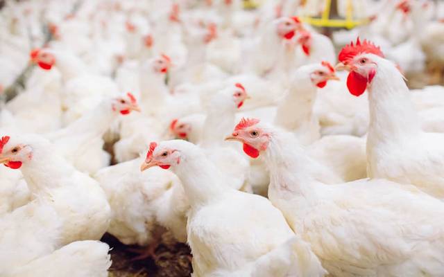  گوشت، قیمتوں،اضافہ ریکارڈ،قیمت، فی کلو 